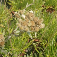 Leontopodium cf. nanum